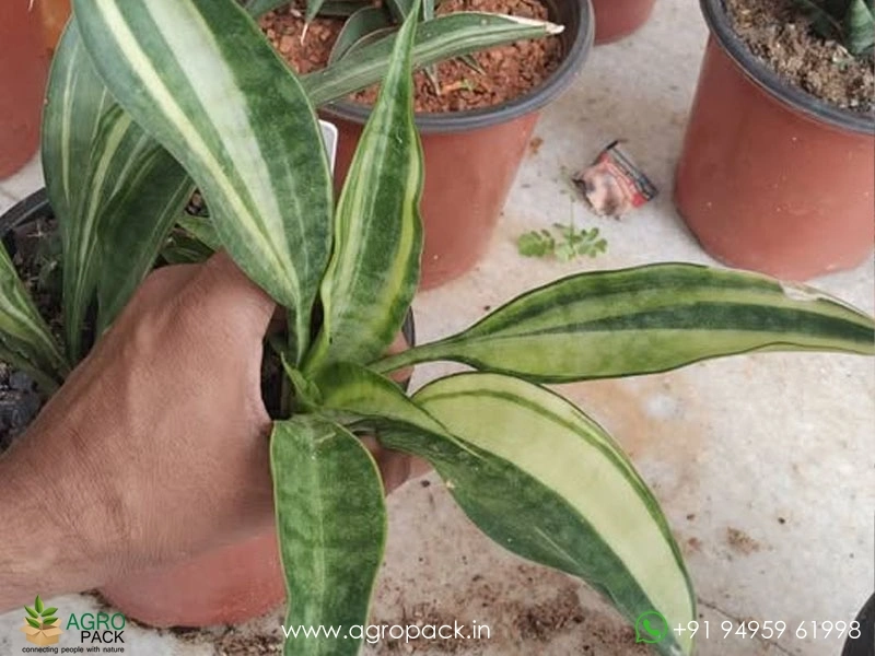 Sansevieria Concinna,Big Spoon Variegated Plant For Sale In India | Online  plant nursery