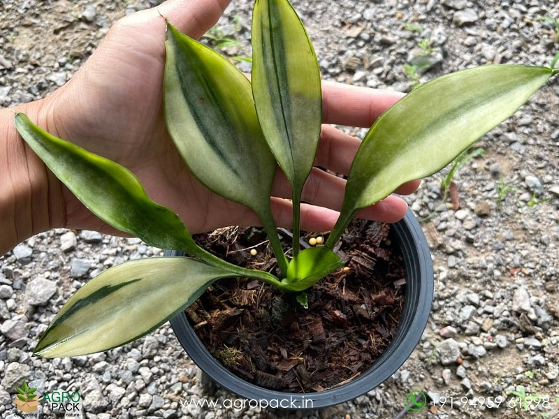 zimmerpflanze mit stamm Glückskastanie Pachira Aquatica Zimmerpflanze Ø30cm 180cm kaufen