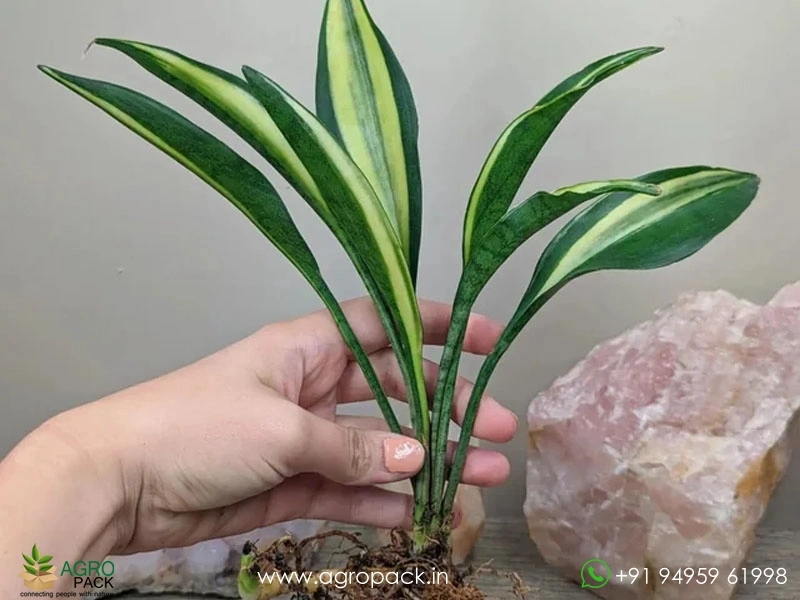 sansevieria trifasciata benefits Sansevieria Trifasciata Canary  Snake Plant