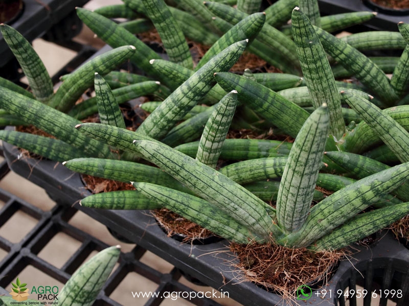 Sansevieria-Cylindrica1