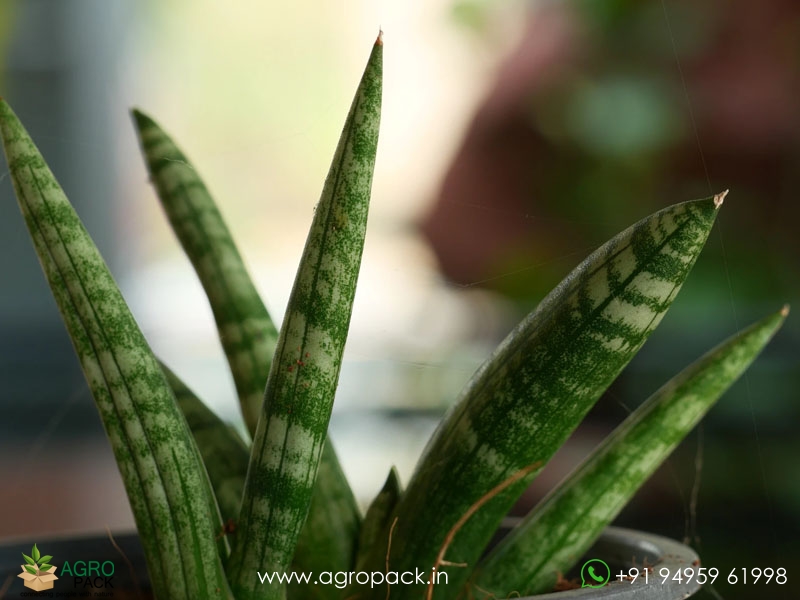 Sansevieria-Cylindrica2