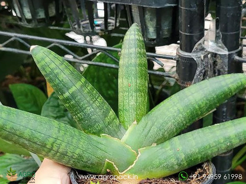 Sansevieria-Cylindrica3