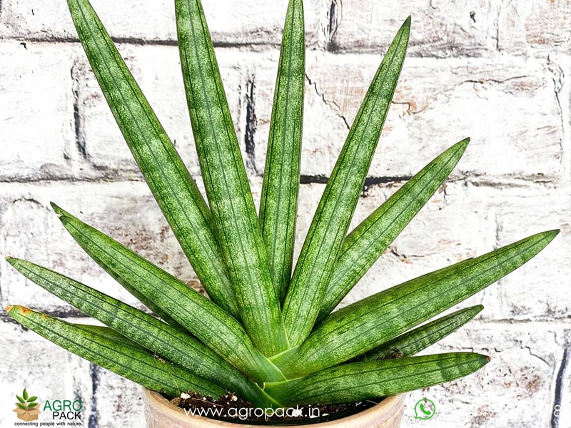 Sansevieria-Cylindrica4