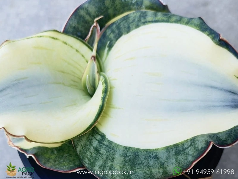 Sansevieria-Dragon-Compacta-White2