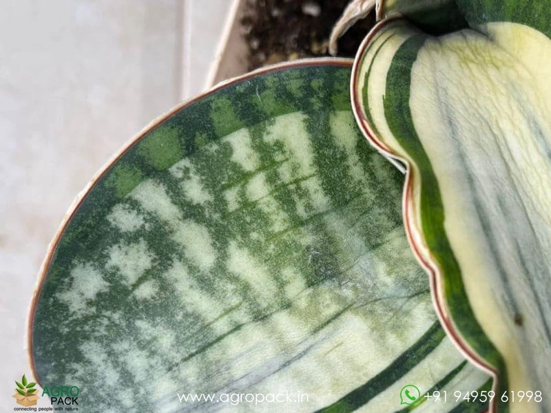 Sansevieria-Dragon-Compacta-White3