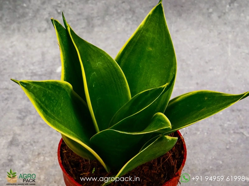 Sansevieria-Emerald-Windmill4