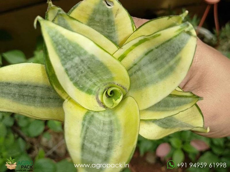 Sansevieria-Golden-Haini1