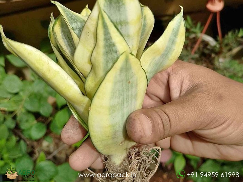 Sansevieria-Golden-Haini2