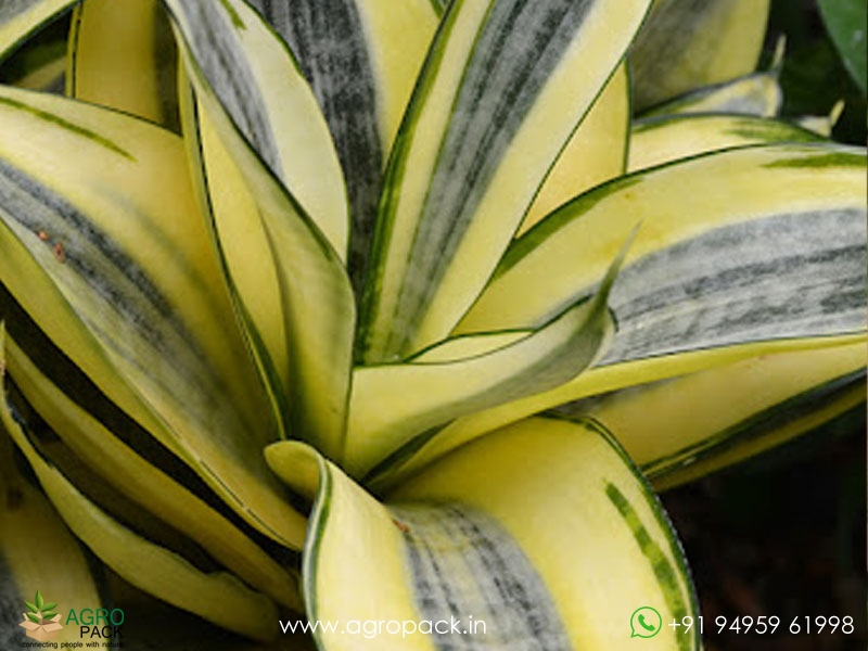 Sansevieria-Golden-Haini3