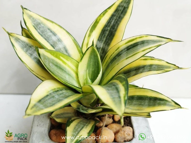 Sansevieria-Golden-Haini5