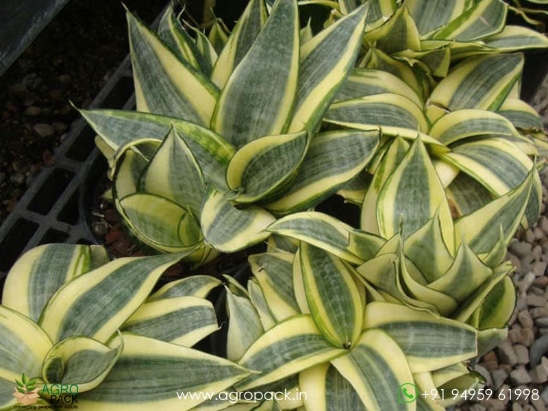 Sansevieria-Golden-Haini6
