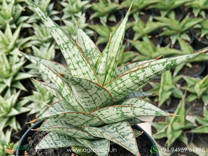 Sansevieria Hybrid Deasy Plant For Sale In India | Online plant nursery