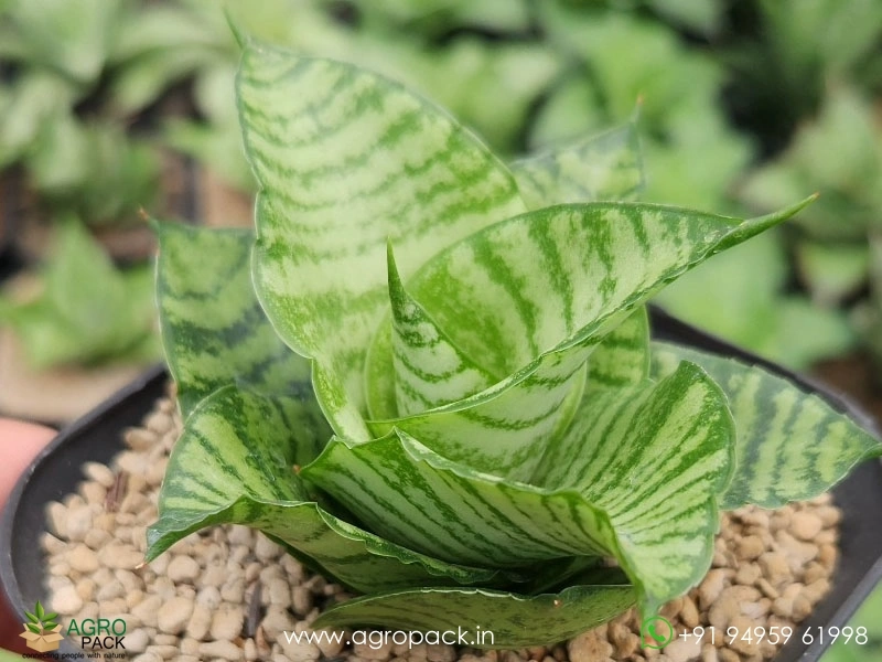 Sansevieria-Hybrid-Diva2