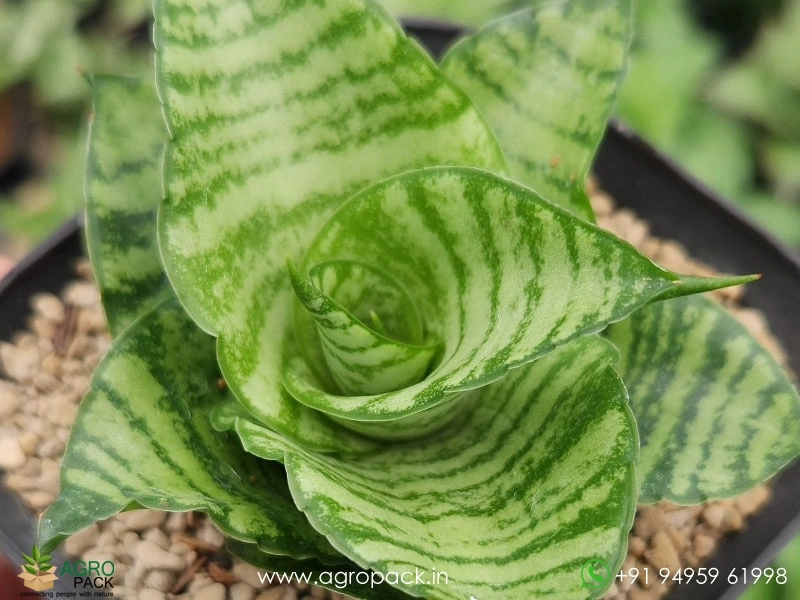Sansevieria-Hybrid-Diva3