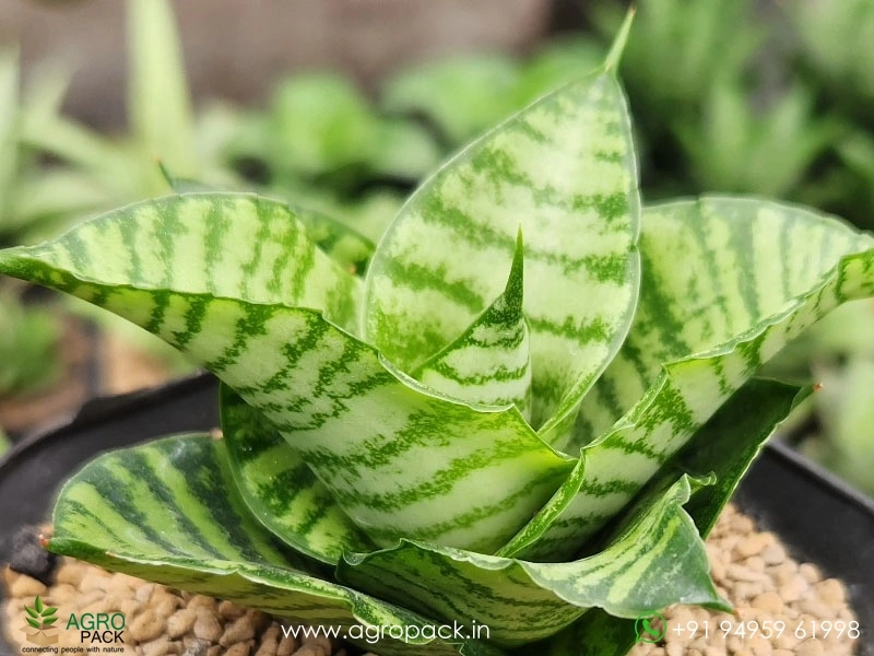 Sansevieria-Hybrid-Diva4
