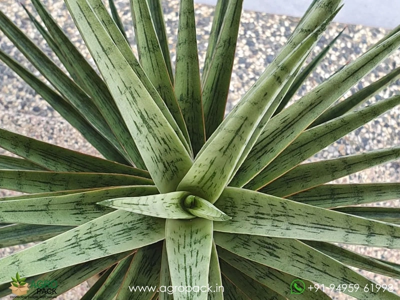 Sansevieria-Hybrid-Fenomenal2