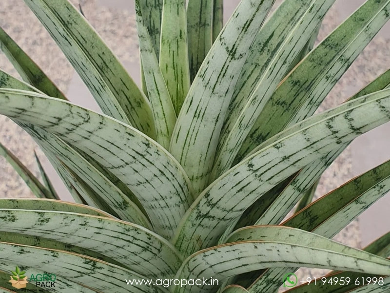 Sansevieria-Hybrid-Fenomenal3