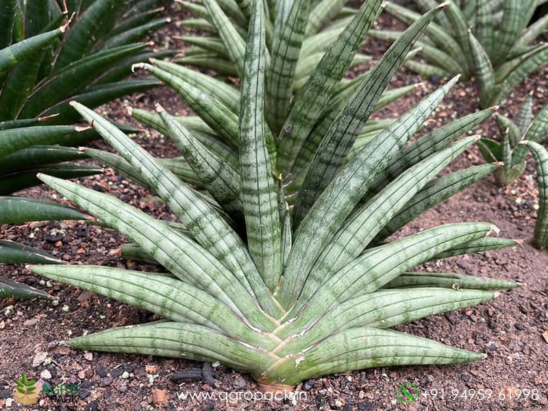 Sansevieria-Imported-Hybrid1