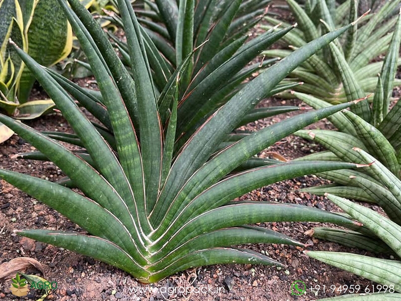 Sansevieria-Imported-Hybrid2