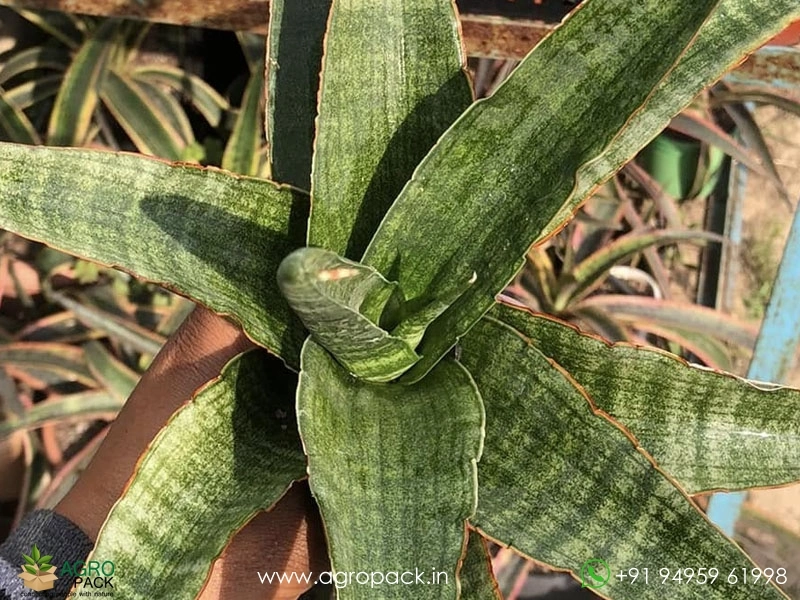 Sansevieria-Rahwana-large1
