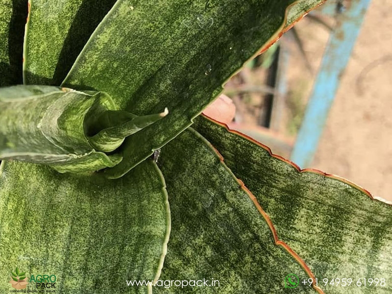 Sansevieria-Rahwana-large2