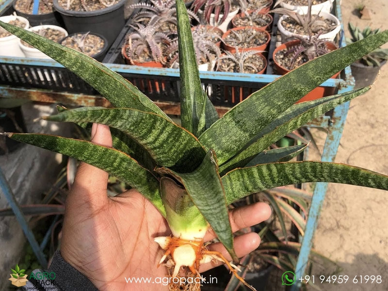 Sansevieria-Rahwana-large3
