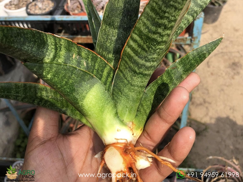 Sansevieria-Rahwana-large4