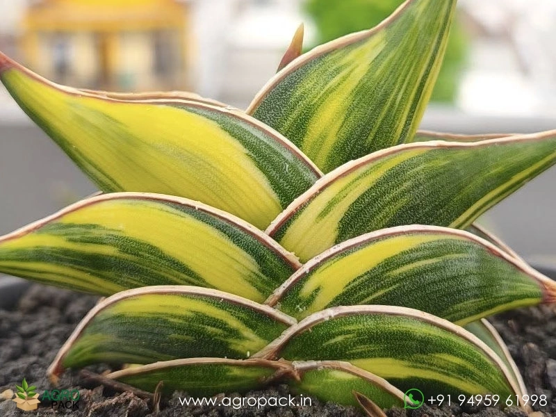 Sansevieria-Rorida-Dagger2