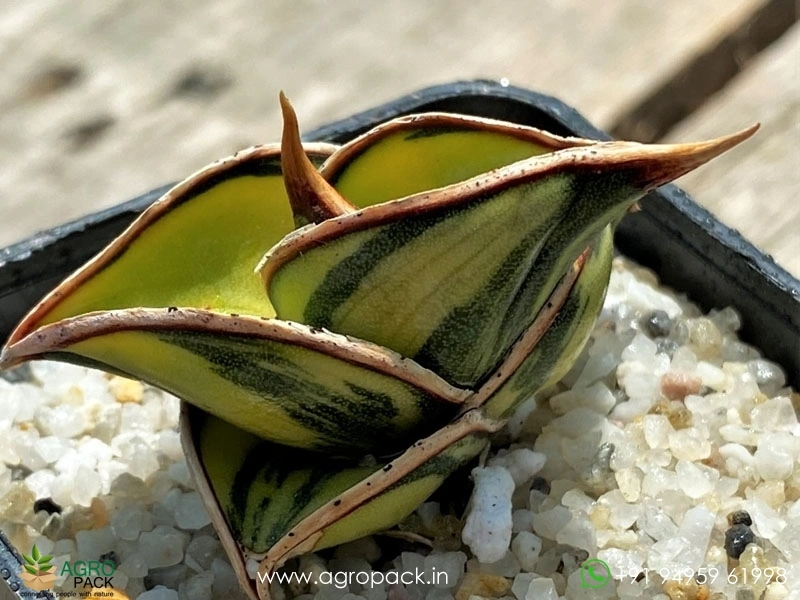 Sansevieria-Rorida-Dagger4