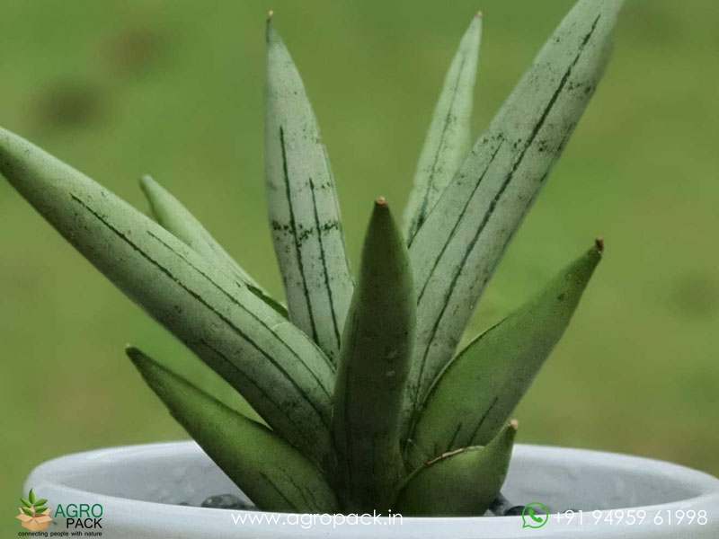 Sansevieria-Silver-Crown-Boncel1