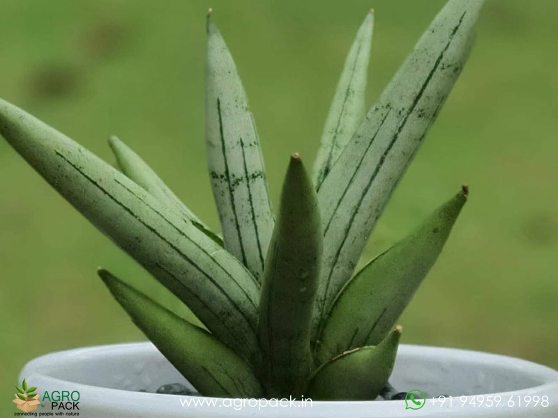 Sansevieria-Silver-Crown-Boncel1
