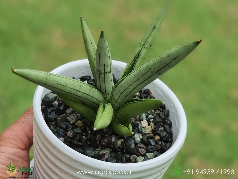 Sansevieria-Silver-Crown-Boncel2