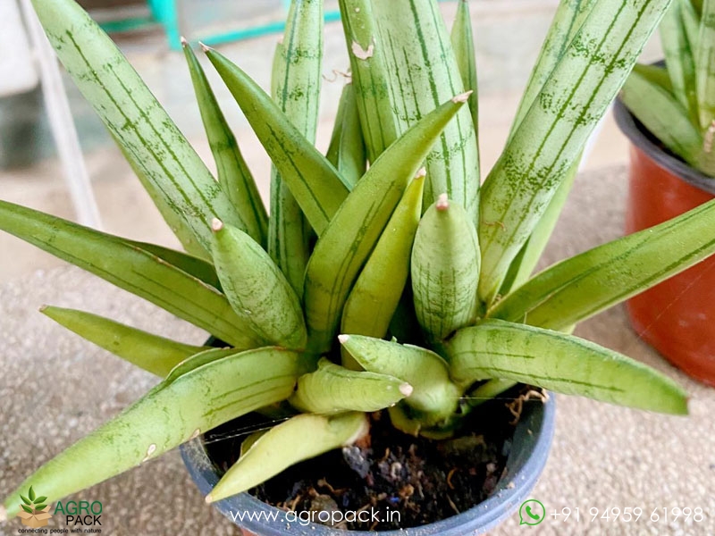 Sansevieria-Silver-Crown-Boncel3