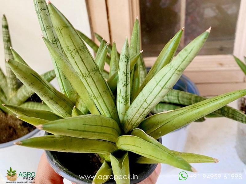 Sansevieria-Silver-Crown-Boncel4
