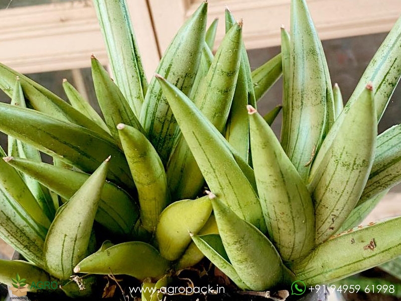 Sansevieria-Silver-Crown-Boncel5