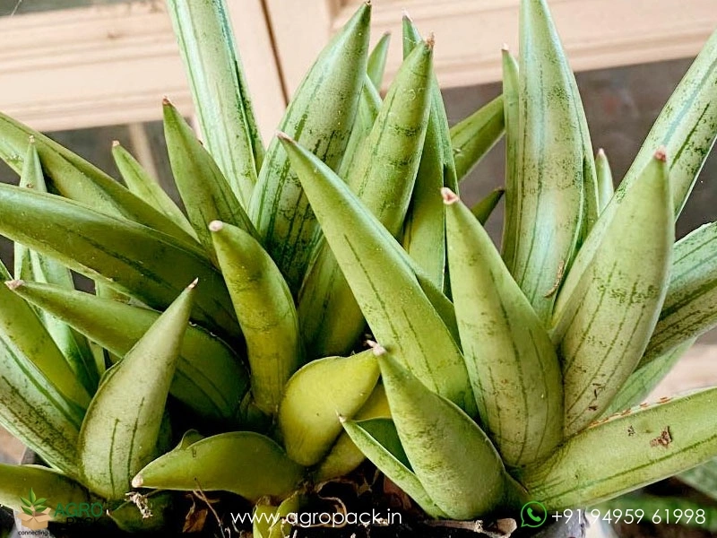 Sansevieria-Silver-Crown-Boncel5