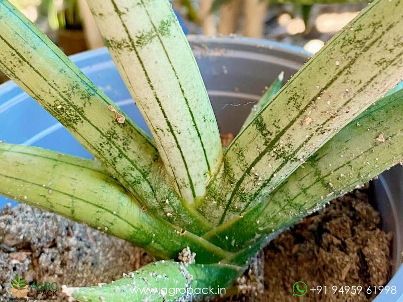 Sansevieria-Silver-Crown-Boncel6