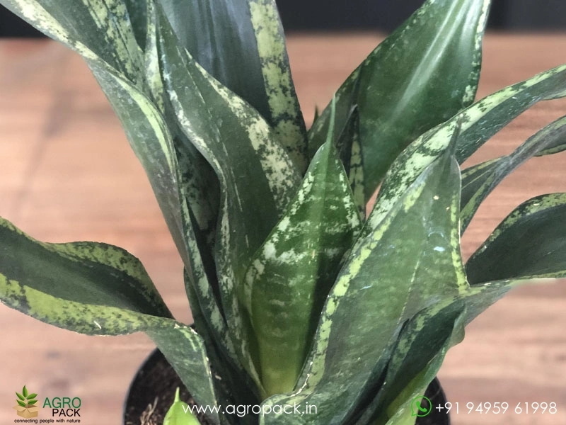Sansevieria-Whitney3