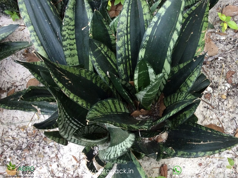 Sansevieria-Whitney4