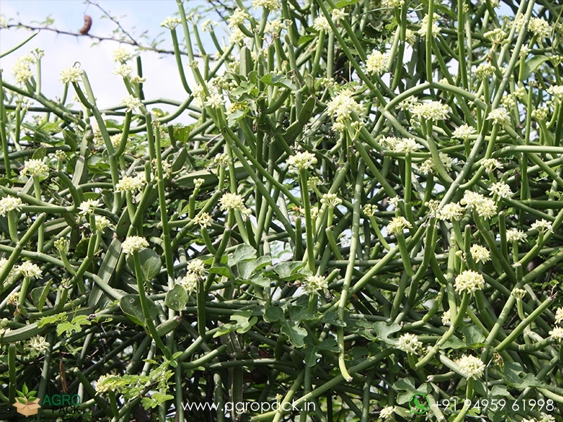 Sarcostemma-acidum1