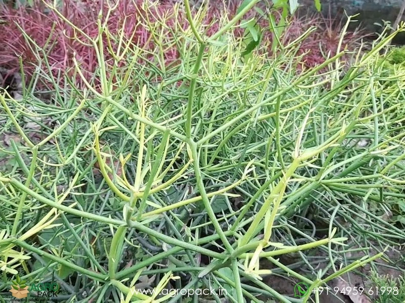Sarcostemma-acidum2