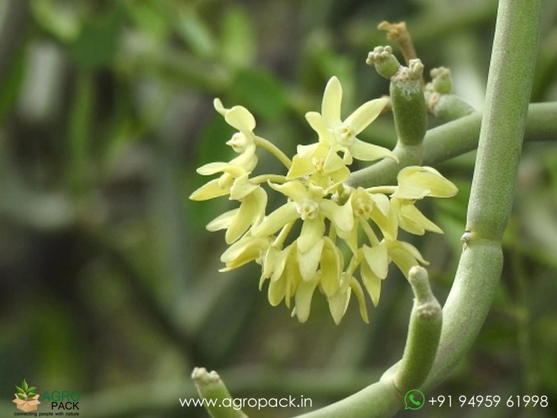 Sarcostemma-acidum5