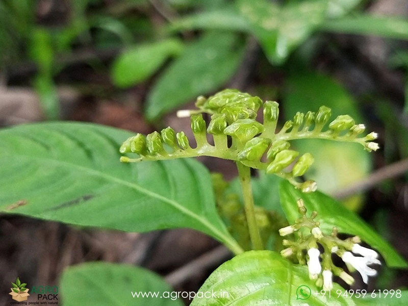 Sarpakshi-Plant5