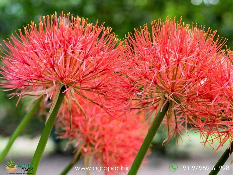 Scadoxus-multiflorus-Blood-Lily1