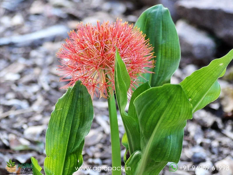 Scadoxus-multiflorus-Blood-Lily2