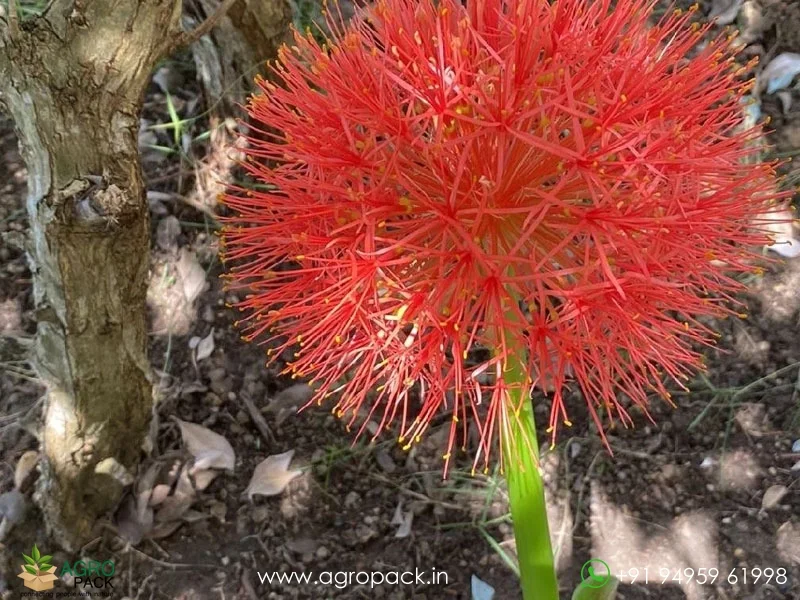 Scadoxus-multiflorus-Blood-Lily3