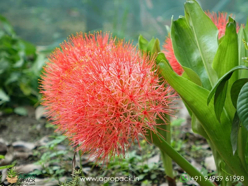Scadoxus-multiflorus-Blood-Lily4