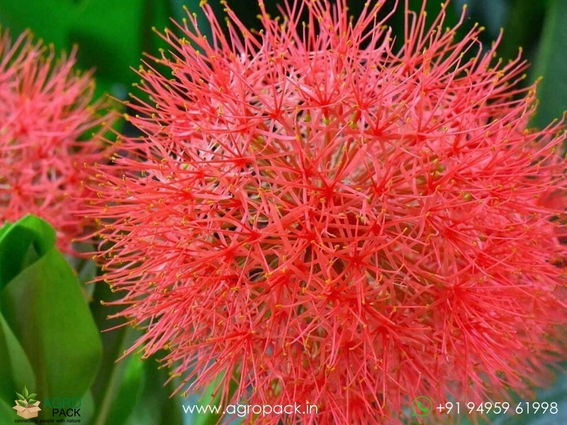 Scadoxus-multiflorus1