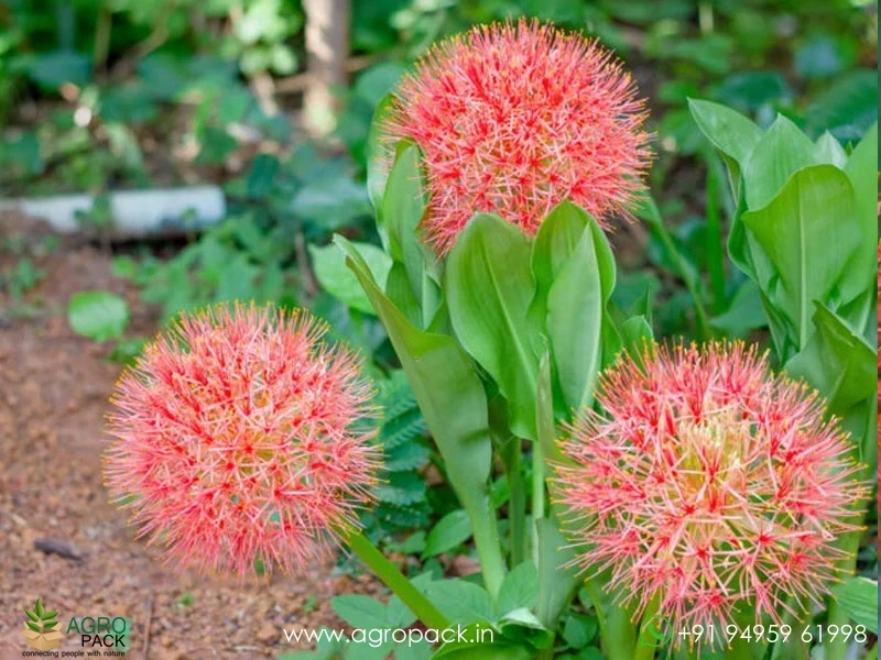 Scadoxus-multiflorus2