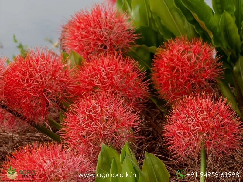 Scadoxus-multiflorus3